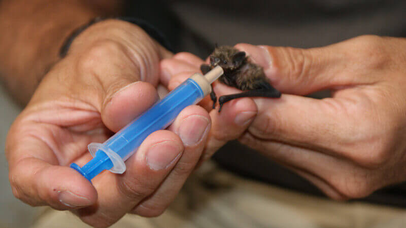 Murciélago recién nacido alimentado con jeringuilla