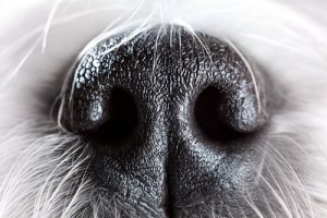 La nariz del perro: 6 curiosidades
