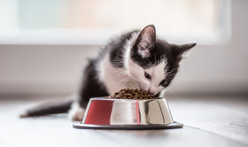 La nutrición correcta en gatos: 4 tips que debes saber