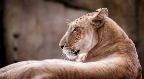 Primer plano del Panthera tigris x Panthera leo