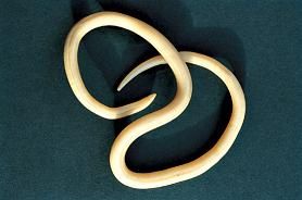 Los nematodos son unos de los parásitos más comunes de las iguanas
