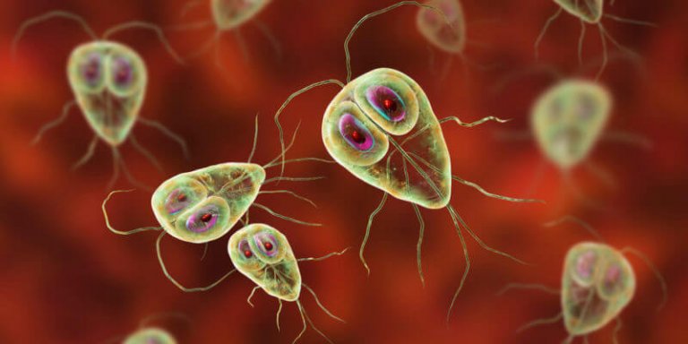¿Existen los parásitos unicelulares?