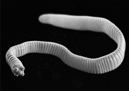 Las tenias son unos de los parásitos más comunes de las iguanas