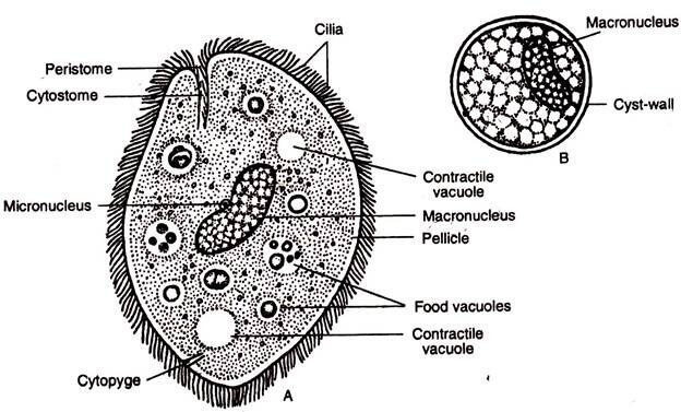 Parásitos unicelulares ciliados