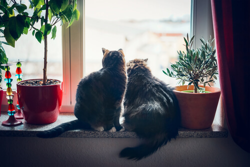 Pareja de gatos
