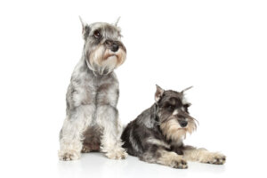 El síndrome del schnauzer