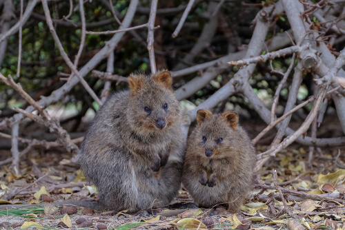 Pareja de Setonix brachyurus