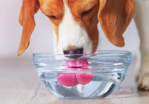 Perro bebe agua