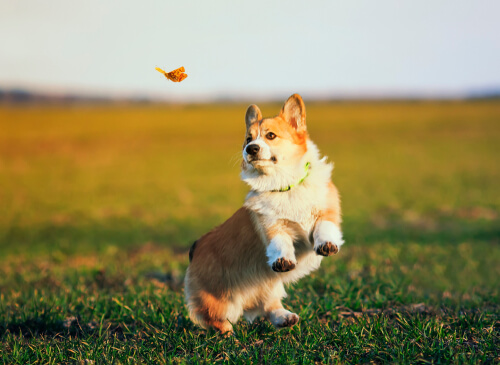 Perro corre tras una mariposa