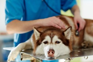 Causas de las convulsiones en perros