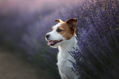 3 hierbas medicinales que ayudan a la mejora de la salud en mascotas