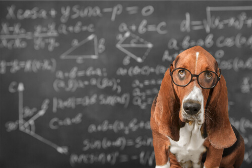 ¿Es posible estimular la inteligencia de los perros?
