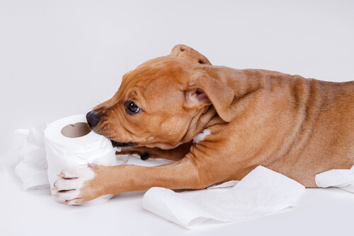 Perro mordiendo papel higiénico