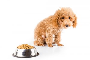 6 razones por las que un perro no engorda