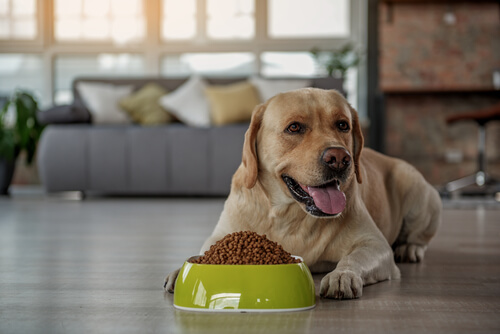 Perro con plato de pienso