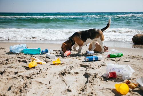 Perro en una playa contaminada