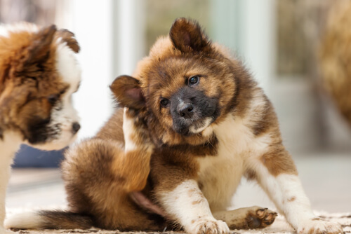 Reacción alérgica en los perros: ¿qué hacer?