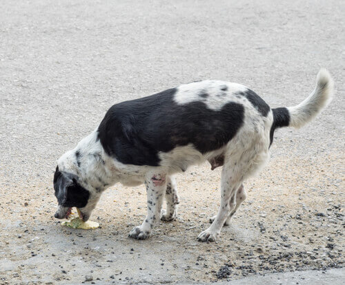Perro vomitando