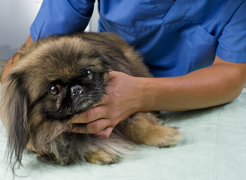 Uno de los perros con cáncer en el veterinario