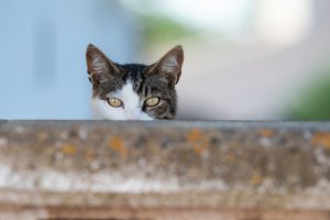 ¿Qué factores pueden determinar la personalidad felina?