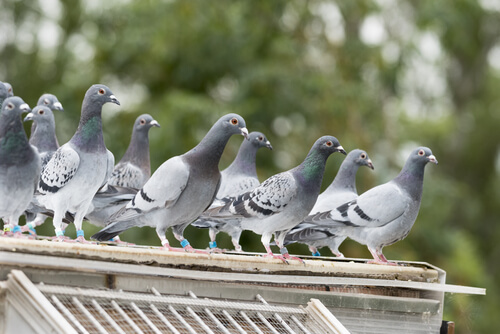 Población de palomas
