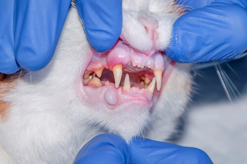 Problemas dentales en gatos