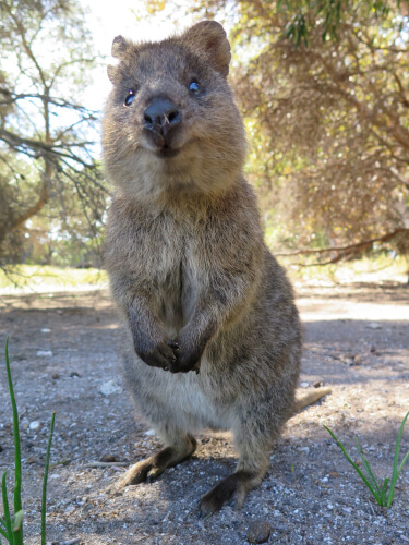 Quokka, el animal más feliz del mundo