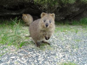 Conoce al animal más feliz: el quokka