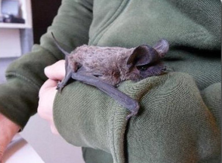 The conservation of Spanish bats