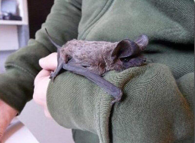 The conservation of Spanish bats
