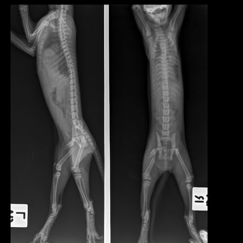Radiografía de una fractura de fémur en un gato