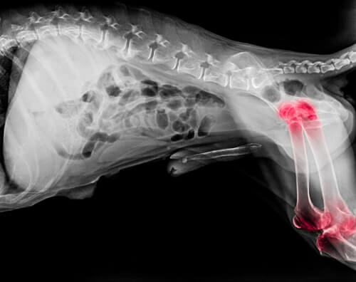 Radiografía de los perros con artritis