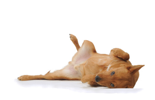 Señales de calma en perros