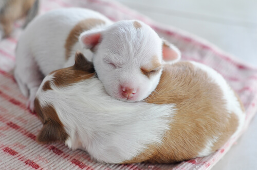 El sueño es clave en la salud del chihuahua cachorro