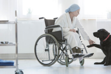 Aspectos legales de las terapias con animales