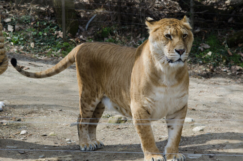 Tigón en el zoo