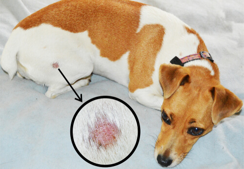 Aptitud estanque carrera Causas de la alopecia en perros - Mis Animales