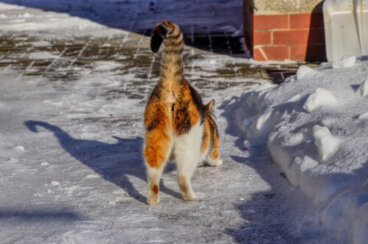 ¿Por qué huele mal el trasero de algunos gatos?