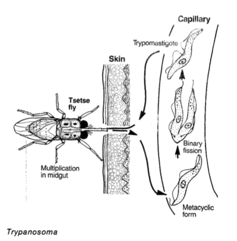 Tripanosoma es uno de los parásitos unicelulares