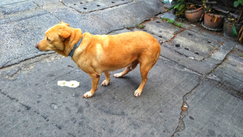 Vómitos amarillos en perros