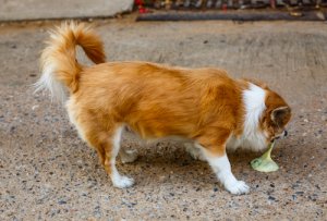 Causas de los vómitos en cachorros