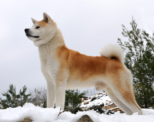 Akita japonés en la nieve