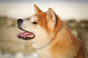 Akita japonés: 9 curiosidades de esta raza