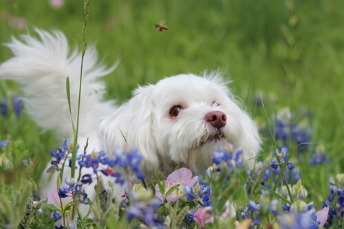 Alergias por picaduras de abejas en perros: ¿qué hacer?