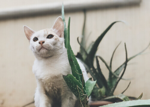 El aloe vera es una de las sustancias comunes que pueden afectar a tu gato
