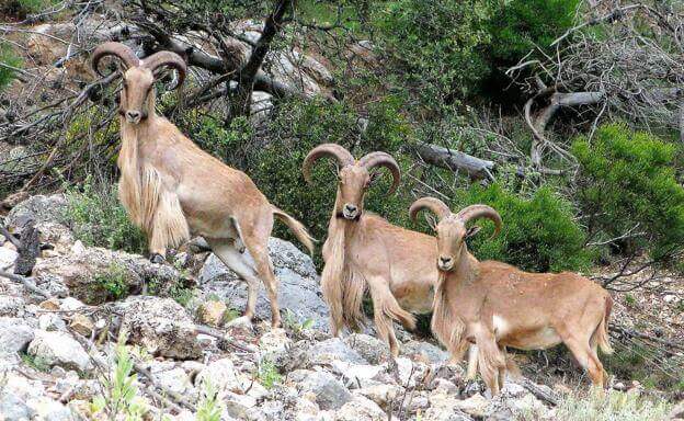 Ejemplares de Ammotragus lervia en la montaña