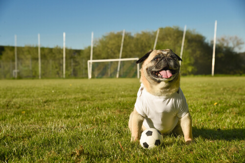 Animales y deporte, aspectos legales