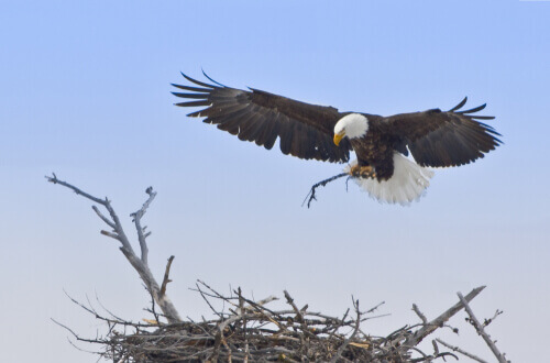 El águila es uno de los animales en peligro de extinción que está en Yellowstone