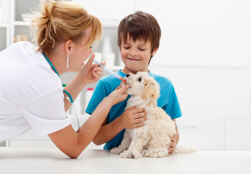 Antibióticos para perros vía oral
