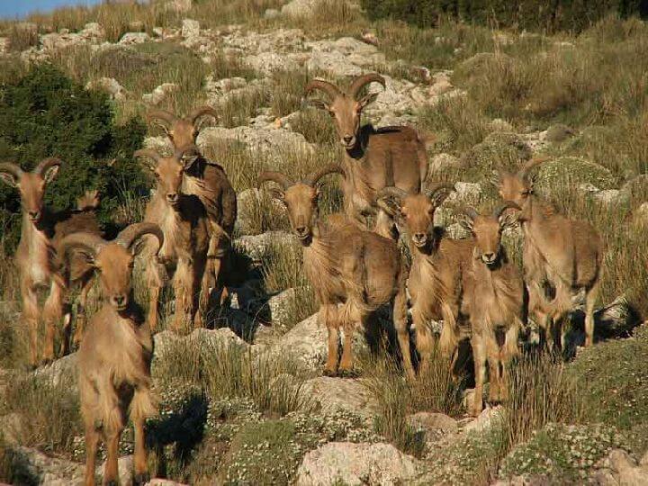 El arrui en Sierra Espuña